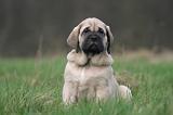 MASTIFF 165